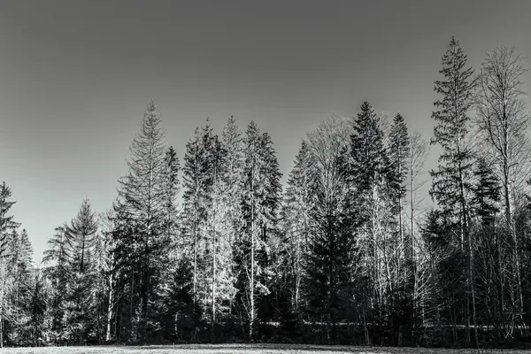 Kara beyaz arka planda, kış ormanının kara ve beyaz görüntüsü.