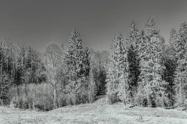 kış manzara orman ağaçları ile