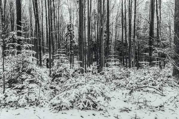 Uzun ağaçlı karlı orman