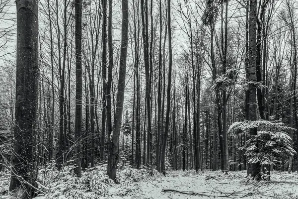 Ormanda karla kaplı bir kış manzarasının siyah beyaz görüntüsü.