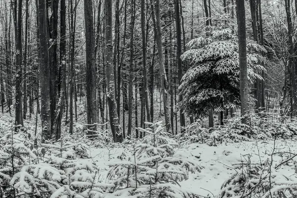 Karla kaplı ağaçlarla kaplı kış manzarası