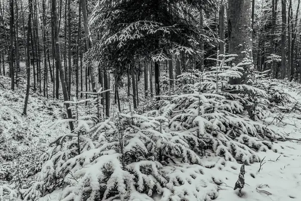 Ormanda karla kaplı ağaçlar, kış