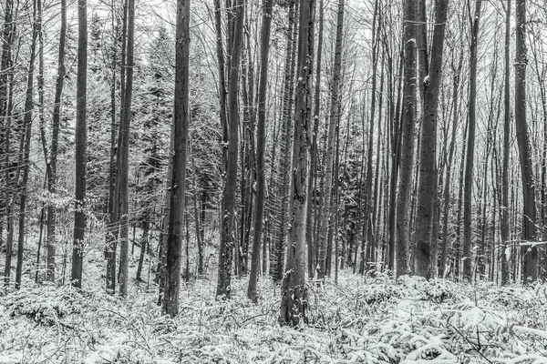 Karlı kış ormanlarında güzel bir manzara