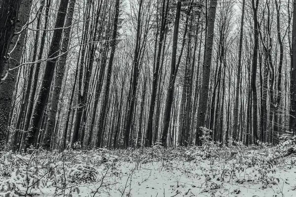 Kış Ormanı 'nın siyah beyaz fotoğrafı