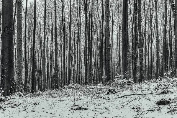 Karla kaplı ağaçlarla kaplı kış ormanı