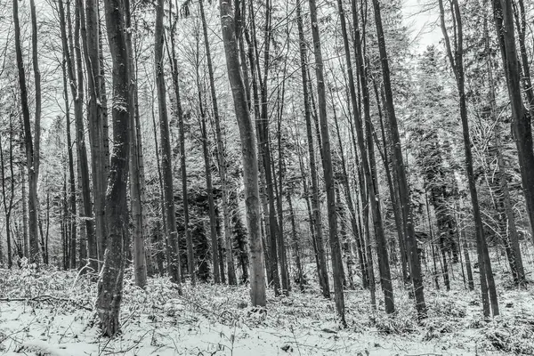 Güzel bir kış manzarasının siyah beyaz fotoğrafı.