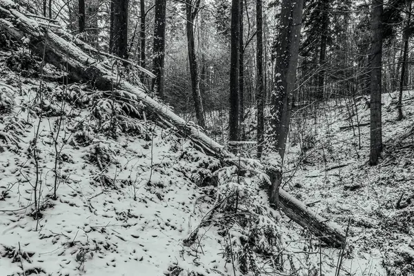 Karda kış manzarası