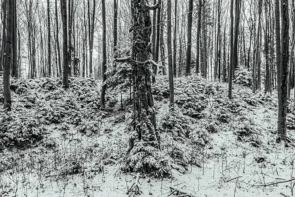 Kışın orman. siyah ve beyaz
