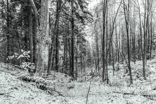 Güzel kış ormanı karla kaplı ağaçlarla