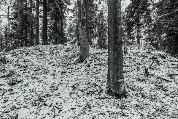 Karla kaplı ağaçlarla kaplı kış manzarası