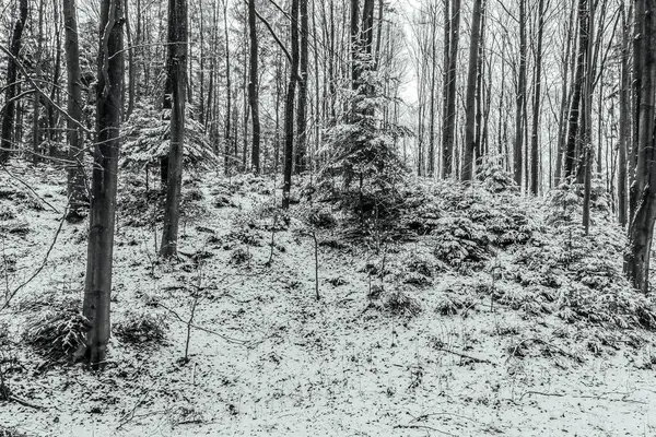 Uzun ağaçlar ve karla kaplı kış ormanı manzarası. Almanya 'da Ocak ayındaki soğuk bir gün