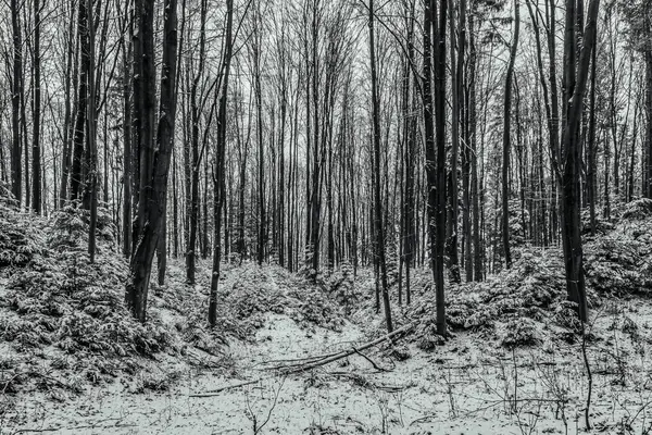 Arka planda karla kaplı ağaçlarla kaplı kış ormanı