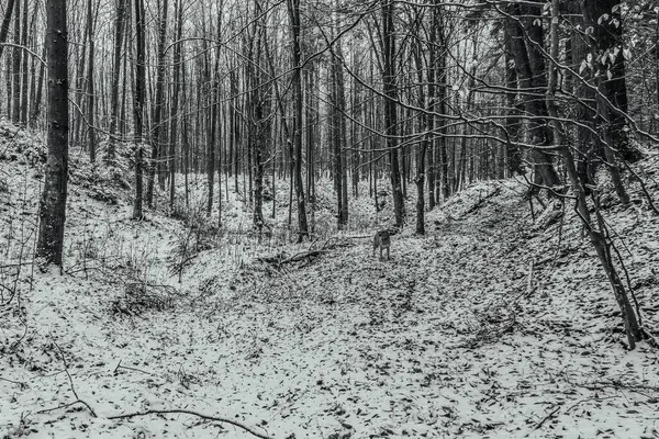 Ağaçlı güzel kış manzarası