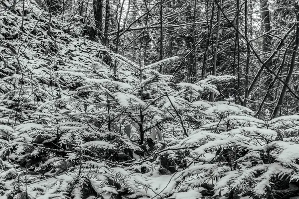 Ormanda çam ağaçları olan güzel karlı bir manzara..