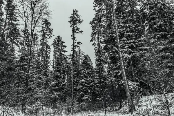 Kış ormanının güzel manzarası