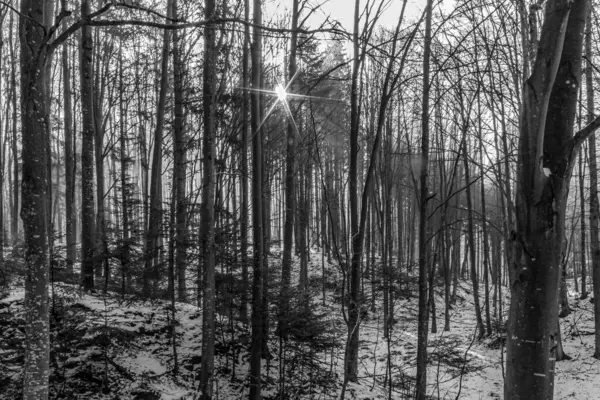 Dağlarda ormanı olan güzel bir manzara.