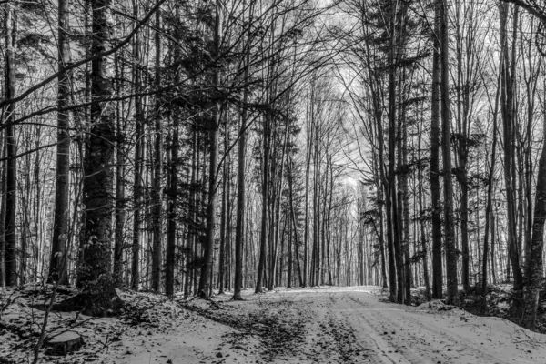 Ormanda güzel bir kış manzarası