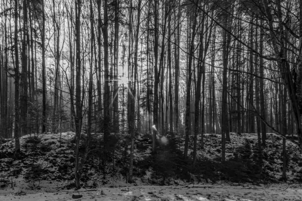 Karda çam ağacı olan orman