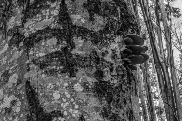 Orman, Karpatlar, Doğa Fotoğrafları - Avrupa, Doğu Avrupa, Romanya 