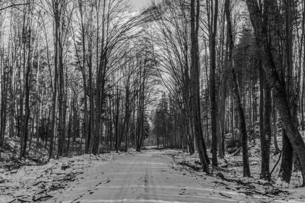 Ormanın siyah ve beyaz kış manzarası çok karlı.