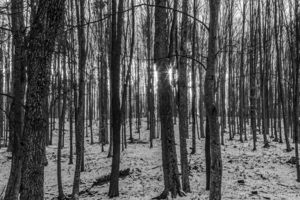 Kış mevsiminde güzel orman