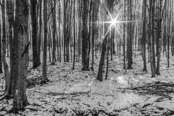 Ormanın siyah beyaz fotoğrafı.