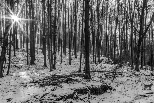 Ormandaki genç ve güzel bir köpeğin siyah beyaz fotoğrafı.