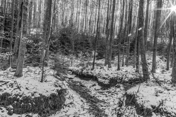 Ağaçlı ve karlı bir ormanın siyah beyaz fotoğrafı