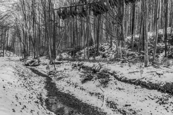 Karla kaplı ağaçlarla kaplı güzel kış manzarası