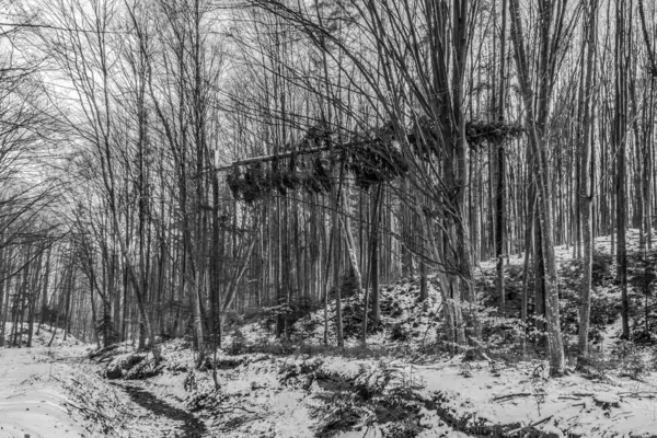 Dağlarda karla kaplı ağaçlarla kaplı kış manzarası