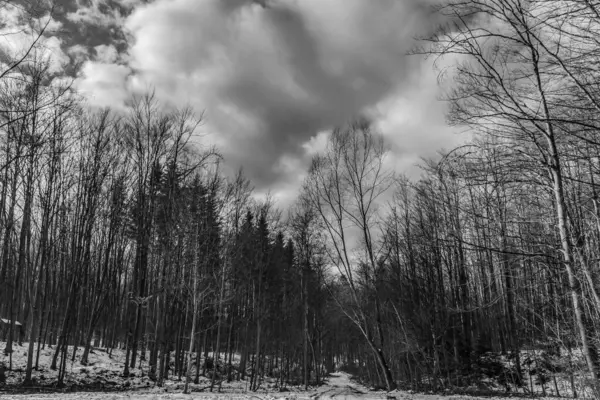 güzel manzara kış orman