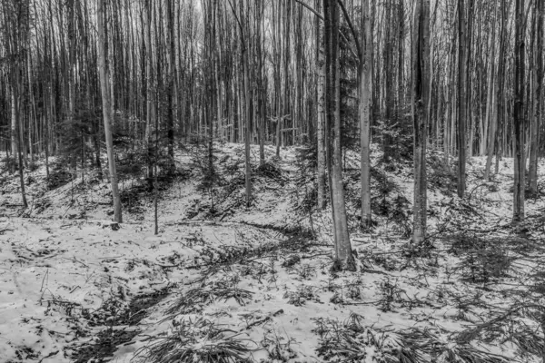 Karlı kış ormanı