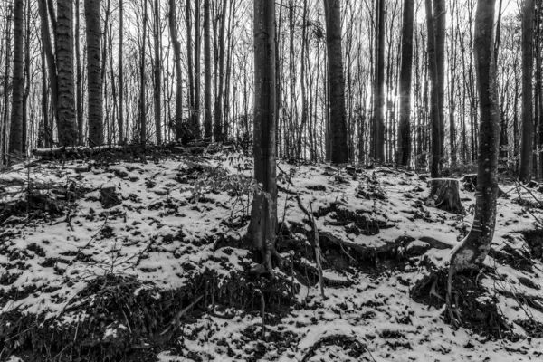 Ağaçlı bir ormanın siyah beyaz fotoğrafı