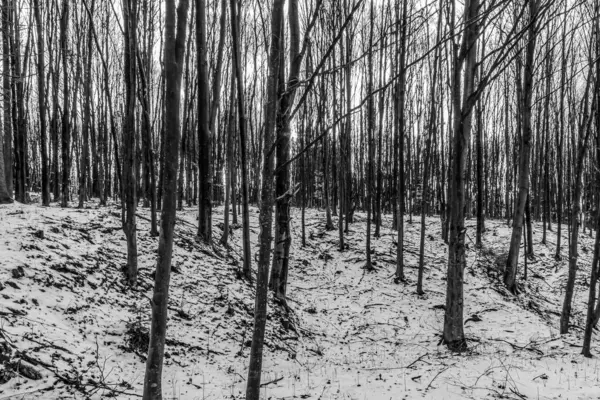 Ormanın güzel manzarası