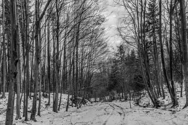 Ormanda karla kaplı bir orman yolu olan kış manzarası, siyah beyaz fotoğraf.