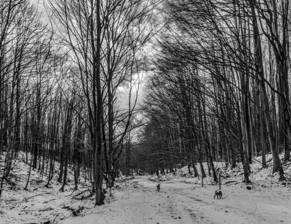 Parkta karla kaplı ağaçlarla kaplı güzel kış manzarası