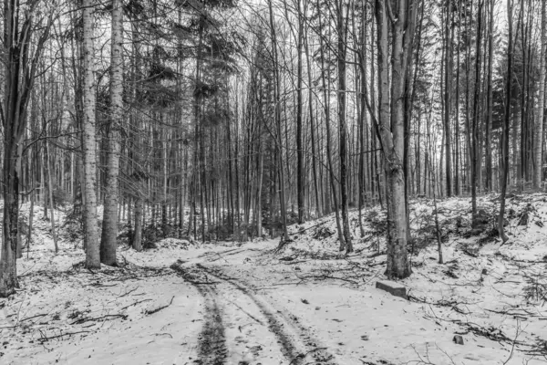Orman, Karpatlar, Doğa Fotoğrafları - Avrupa, Doğu Avrupa, Romanya 