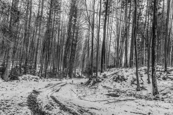 Kış ormanı karla kaplı