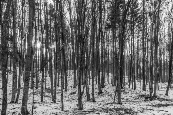 Kara ormandaki yaşlı bir ağacın dikey görüntüsü.