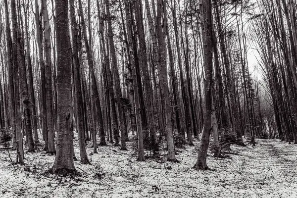 Karlı kış ormanı