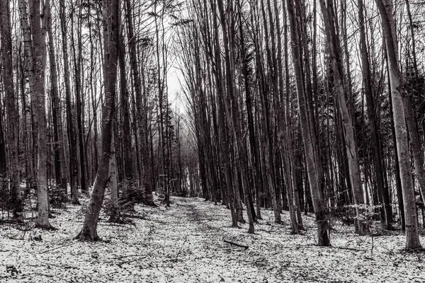 Güzel bir kış ormanının siyah beyaz fotoğrafı.