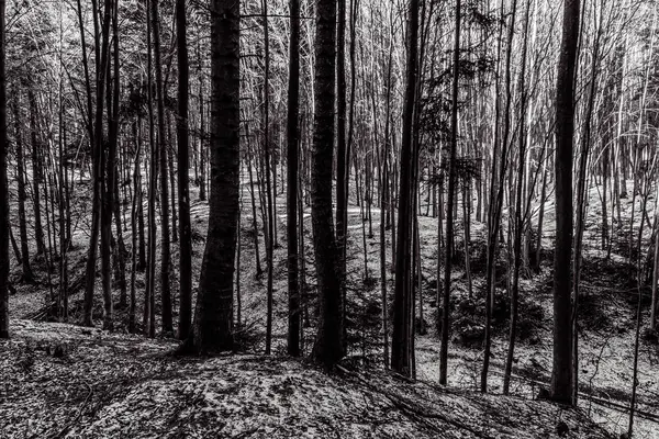 Ormandaki çam ağaçlarının siyah beyaz fotoğrafı