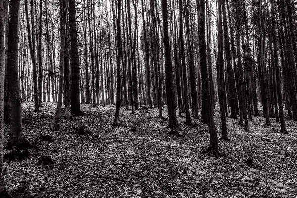 Karanlık orman ve ağaçlar.