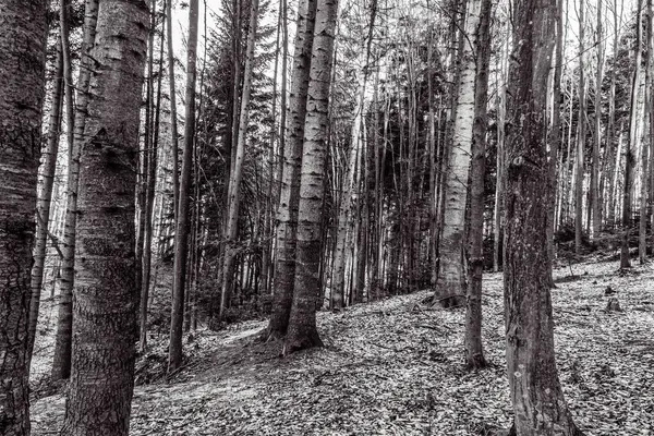 Ormandaki siyah beyaz orman