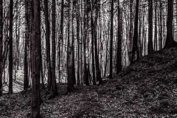 bir ormanın siyah beyaz fotoğrafı