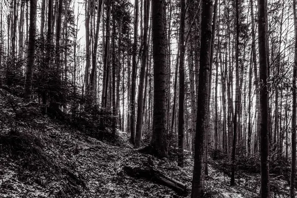 Çam ormanının siyah beyaz fotoğrafı