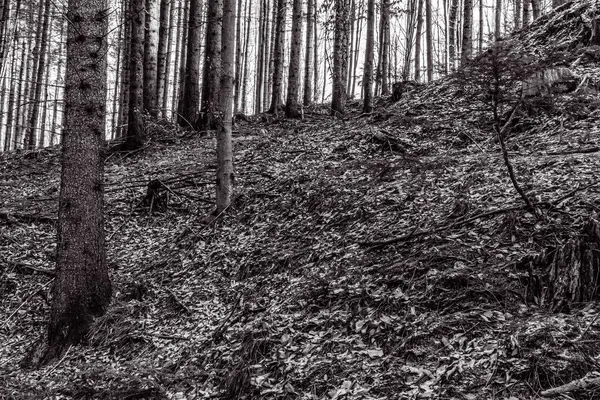 Dağlardaki kara orman.