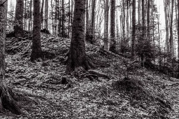 Dağlardaki güzel orman