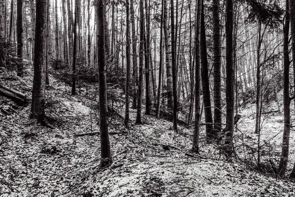 Dağlardaki bir ormanın siyah beyaz resmi. siyah beyaz fotoğraf.