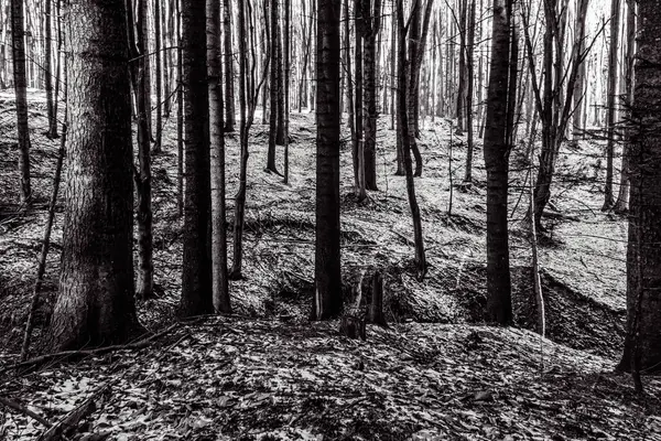 Ormanın güzel manzarası